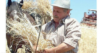 A Pallagorio si è svolta la VI^ edizione della “Festa della Mietitura”